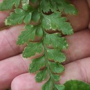 Asplenium adiantum-nigrum  L.Asplenium adiantum-nigrum  L.