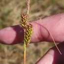 Carex binervis Sm.Carex binervis Sm.