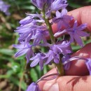 Hyacinthoides paivae S.Ortiz & Rodr.OubiñaHyacinthoides paivae S.Ortiz & Rodr.Oubiña