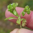 Valerianella locusta (L.) Laterrade subsp. lusitanica (Pau ex Font Quer) M. LaínzValerianella locusta (L.) Laterrade subsp. lusitanica (Pau ex Font Quer) M. Laínz