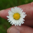 Bellis perennis L.Bellis perennis L.