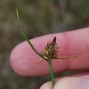 Carex pilulifera L.Carex pilulifera L.