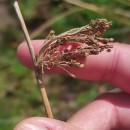 Juncus effusus L.Juncus effusus L.