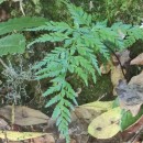 Asplenium onopteris L.Asplenium onopteris L.