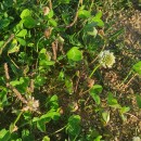 Trifolium repens L.Trifolium repens L.