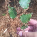 Betula celtiberica Rothm. & Vasc.Betula celtiberica Rothm. & Vasc.