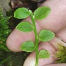 Vaccinium myrtillus L.Vaccinium myrtillus L.