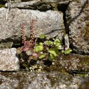 Umbilicus rupestris (Salisb.) DandyUmbilicus rupestris (Salisb.) Dandy