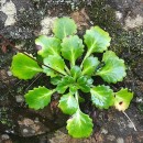 Saxifraga spathularis Brot.Saxifraga spathularis Brot.