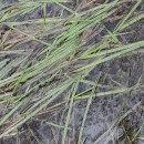 Antinoria agrostidea (DC.) Parl.Antinoria agrostidea (DC.) Parl.