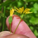 Lapsana communis L.Lapsana communis L.