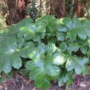 Acanthus mollis L.Acanthus mollis L.