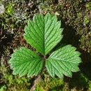 Potentilla sterilis (L.) GarckePotentilla sterilis (L.) Garcke