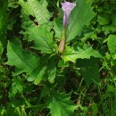 Datura stramonium L.Datura stramonium L.