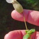 Silene uniflora  RothSilene uniflora Roth