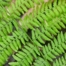 Athyrium filix-femina (L.) RothAthyrium filix-femina (L.) Roth