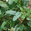 Stachys officinalis (L.) Trevis.Stachys officinalis (L.) Trevis.