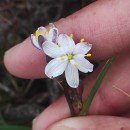 Simethis mattiazzii (Vand.) Sacc.Simethis mattiazzii (Vand.) Sacc.