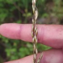 Arrhenatherum longifolium (Thore) DulacArrhenatherum longifolium (Thore) Dulac
