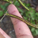 Paspalum dilatatum Poir.Paspalum dilatatum Poir.