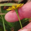 Leontodon saxatilis Lam.Leontodon saxatilis Lam.