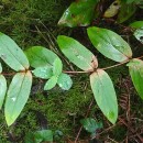 Hypericum androsaemum L.Hypericum androsaemum L.