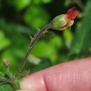 Scrophularia scorodonia L.Scrophularia scorodonia L.