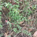 Sanguisorba officinalis L.Sanguisorba officinalis L.