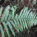 Dryopteris affinis - Grupo (Lowe) Fraser-JenkinsDryopteris affinis - Grupo (Lowe) Fraser-Jenkins