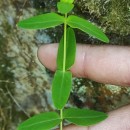 Hypericum pulchrum L.Hypericum pulchrum L.