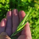 Bromus catharticus VahlBromus catharticus Vahl