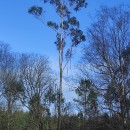 Eucalyptus globulus Labill.Eucalyptus globulus Labill.