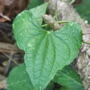 Dioscorea communis (L.) Caddick & WilkinDioscorea communis (L.) Caddick & Wilkin