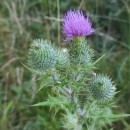 Cirsium vulgare (Savi) Ten.Cirsium vulgare (Savi) Ten.
