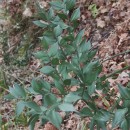 Ruscus aculeatus L.Ruscus aculeatus L.