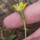 Leontodon saxatilis Lam.Leontodon saxatilis Lam.