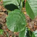 Alnus glutinosa (L.) Gaertn.Alnus glutinosa (L.) Gaertn.