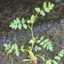 Helosciadium nodiflorum (L.) KochHelosciadium nodiflorum (L.) Koch
