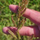 Echinochloa crus-galli (L.) Beauv.Echinochloa crus-galli (L.) Beauv.