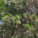 Pinus radiata D. DonPinus radiata D. Don