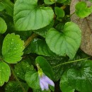 Viola riviniana Reichenb.Viola riviniana Reichenb.