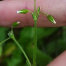 Cerastium fontanum Baumg. subsp. vulgare (Hartm.) Greuter & BurdetCerastium fontanum Baumg. subsp. vulgare (Hartm.) Greuter & Burdet