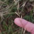 Brachypodium pinnatum (L.) Beauv.Brachypodium pinnatum (L.) Beauv.