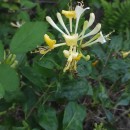 Lonicera periclymenum L. subsp. periclymenumLonicera periclymenum L. subsp. periclymenum
