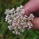 Daucus carota  L.Daucus carota  L.