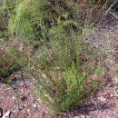 Artemisia campestris L. subsp. glutinosa (J. Gay ex Besser) Batt.Artemisia campestris L. subsp. glutinosa (J. Gay ex Besser) Batt.