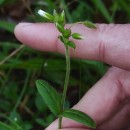 Cerastium fontanum Baumg. subsp. vulgare (Hartm.) Greuter & BurdetCerastium fontanum Baumg. subsp. vulgare (Hartm.) Greuter & Burdet