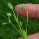 Stellaria alsine GrimmStellaria alsine Grimm