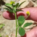 Medicago lupulina L.Medicago lupulina L.