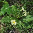 Primula vulgaris Huds.Primula vulgaris Huds.